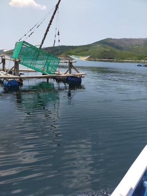 Người nuôi tôm hùm gác lồng không nuôi nữa Người nuôi tôm hùm gác lồng không nuôi nữa