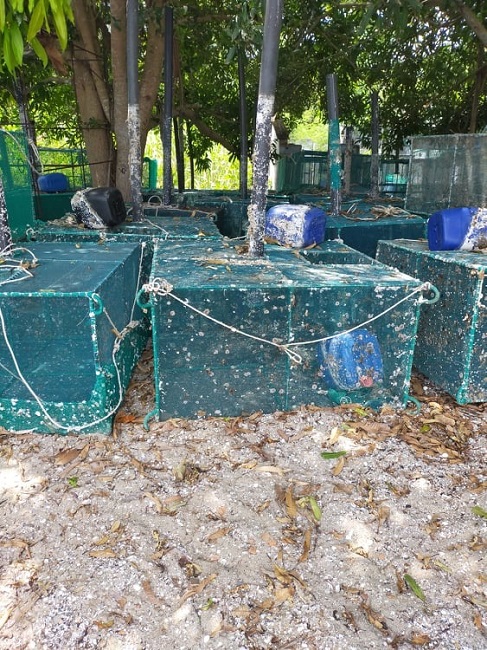 Những chiếc lồng bám đầy rong rêu chưa biết khi nào được dùng lại. Những chiếc lồng bám đầy rong rêu chưa biết khi nào được dùng lại.