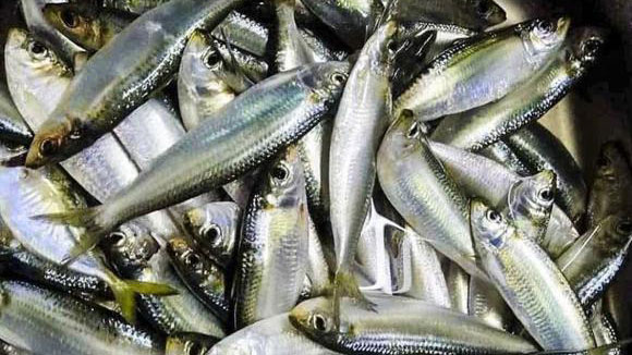 Ra chợ thấy loại cá này nên mua ngay vì bổ chẳng kém nhân sâm, tổ yến là bao, giá lại rẻ bèo