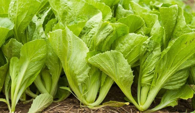 Cải bẹ xanh - Bổ xương