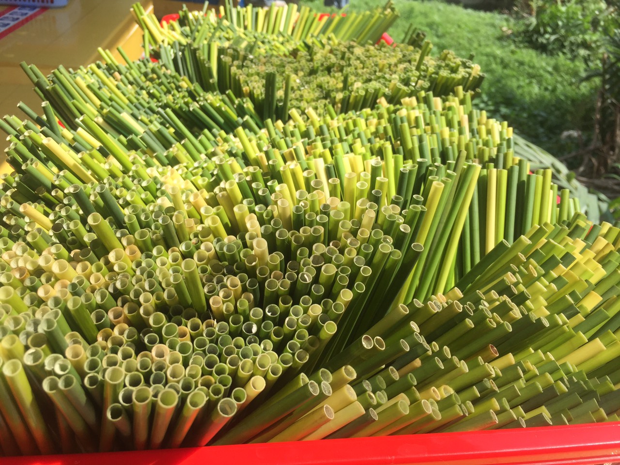 Ống hút cỏ - Tất tần tật về ống hút cỏ bàng Ống hút cỏ - Tất tần tật về ống hút cỏ bàng