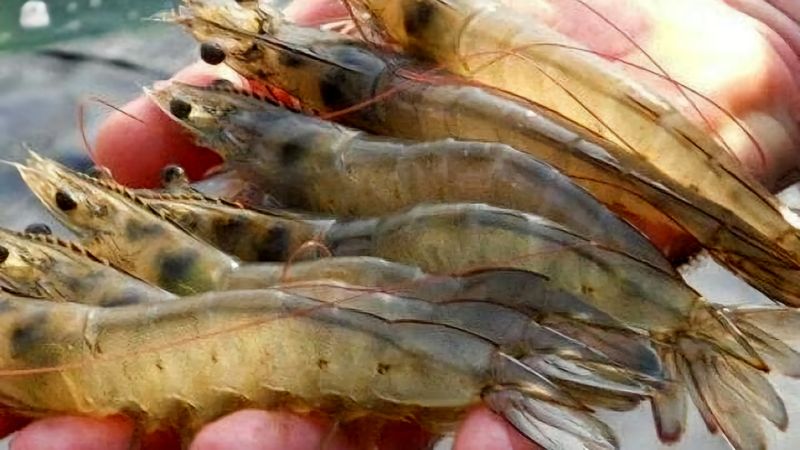 Cách chọn tôm tươi ngon