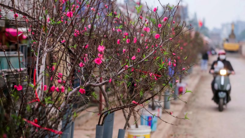 Để hoa đào nở đẹp, việc chú ý thay nước và thêm dưỡng chất là vô cùng quan trọng.