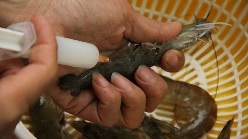 Loại tôm dù rẻ như cho cũng chớ mua, ăn vào hại người