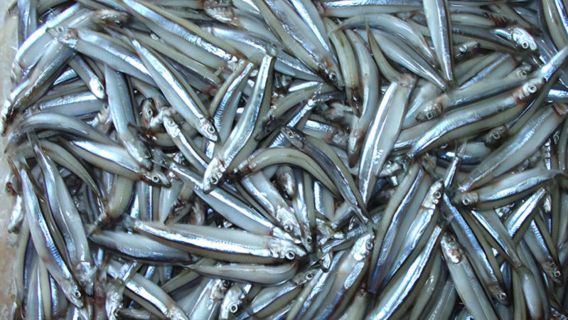 Loại cá "giàu canxi gấp hàng chục lần cá hồi", ở chợ Việt giá rẻ bèo - Ảnh 3