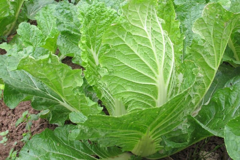 Thay vì thải độc gan, hãy ăn nhiều hơn những thực phẩm này - Rau họ cải