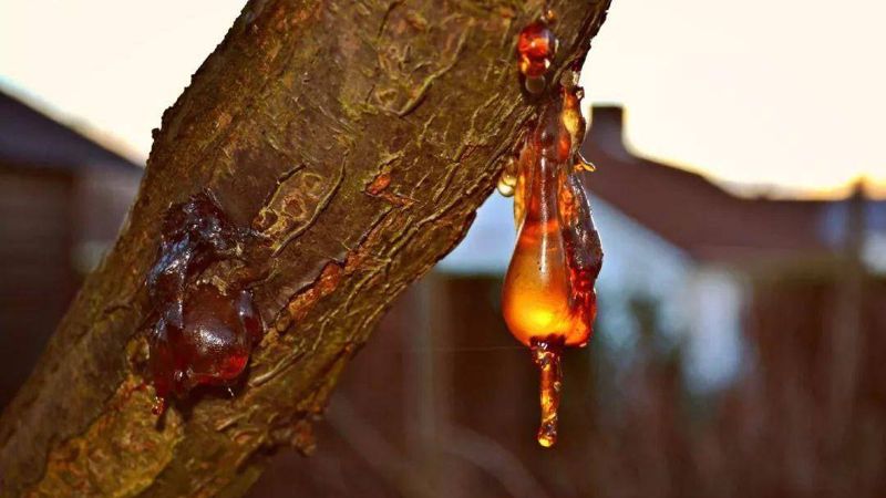 Tại sao hổ phách có thể 'đóng băng' được thời gian?